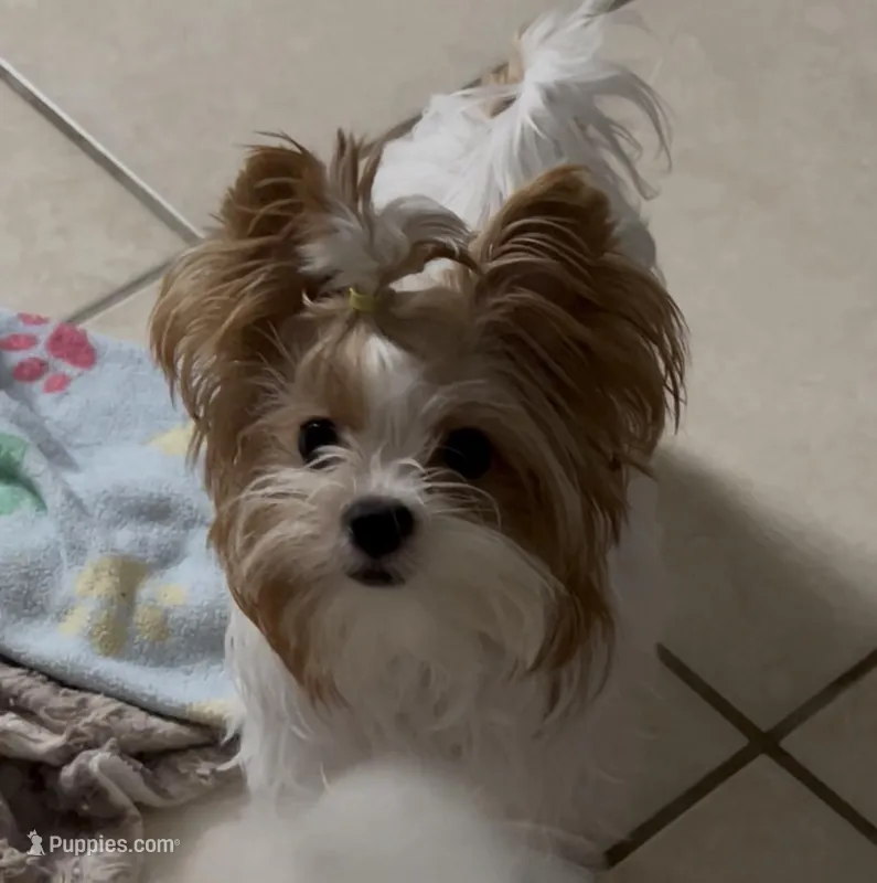 Red and White Parti  – Yorkshire Terrier puppy for sale in Palm Springs, CA