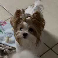 Red and White Parti , a female Yorkshire Terrier for sale in Palm Springs, CA – Photo 1 of 2