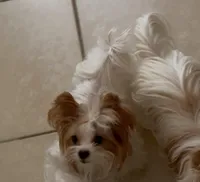 Red and White Parti , a female Yorkshire Terrier for sale in Palm Springs, CA – Photo 2 of 2