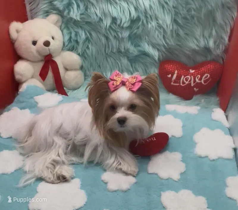Rare Tcup Red and White  – Yorkshire Terrier puppy for sale in Palm Springs, CA