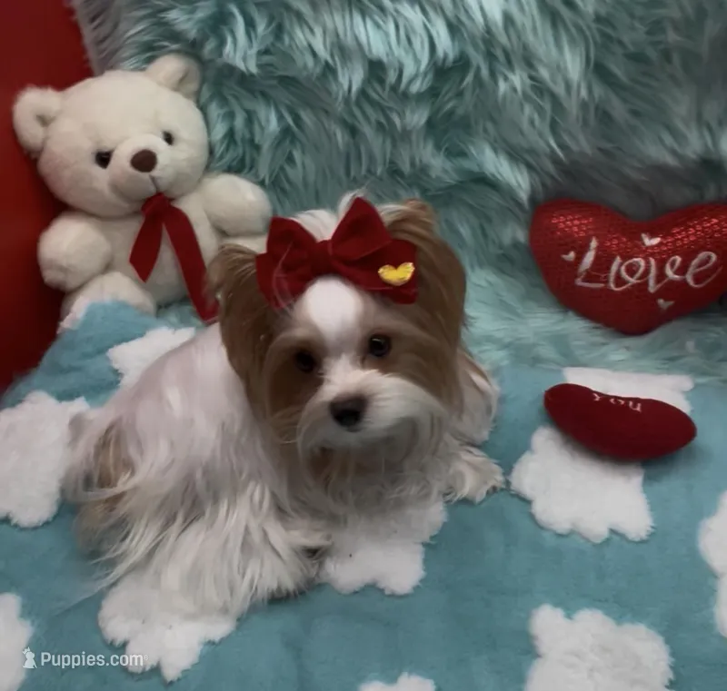 Rare Red Parti 3 lbs – Yorkshire Terrier puppy for sale in Palm Springs, CA