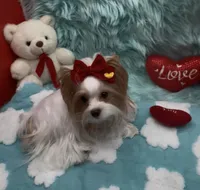 Rare Red Parti 3 lbs, a female Yorkshire Terrier for sale in Palm Springs, CA – Photo 1 of 10