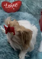 Rare Red Parti 3 lbs, a female Yorkshire Terrier for sale in Palm Springs, CA – Photo 7 of 10