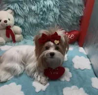 Rare Red Parti 3 lbs, a female Yorkshire Terrier for sale in Palm Springs, CA – Photo 10 of 10