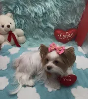 Rare Red Parti 3 lbs, a female Yorkshire Terrier for sale in Palm Springs, CA – Photo 8 of 10