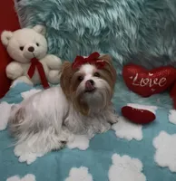 Rare Red Parti 3 lbs, a female Yorkshire Terrier for sale in Palm Springs, CA – Photo 9 of 10