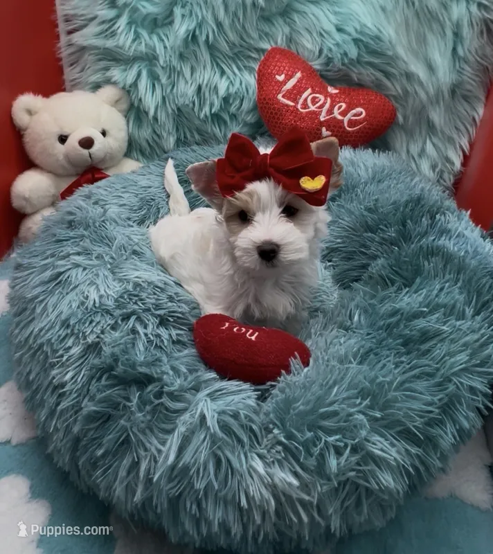 Rare White Girl – Biewer puppy for sale in Palm Springs, CA