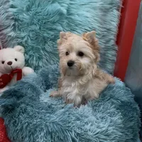 GOLDDUST GIRL, a female Yorkshire Terrier for sale in Palm Springs, CA – Photo 9 of 10