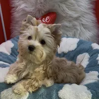 GOLDDUST GIRL, a female Yorkshire Terrier for sale in Palm Springs, CA – Photo 4 of 10