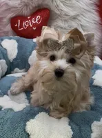 GOLDDUST GIRL, a female Yorkshire Terrier for sale in Palm Springs, CA – Photo 3 of 10