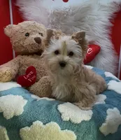 GOLDDUST GIRL, a female Yorkshire Terrier for sale in Palm Springs, CA – Photo 1 of 10