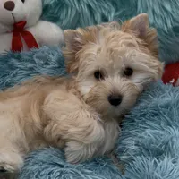GOLDDUST GIRL, a female Yorkshire Terrier for sale in Palm Springs, CA – Photo 6 of 10