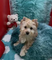 GOLDDUST GIRL, a female Yorkshire Terrier for sale in Palm Springs, CA – Photo 10 of 10