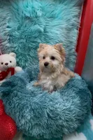 GOLDDUST GIRL, a female Yorkshire Terrier for sale in Palm Springs, CA – Photo 5 of 10