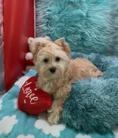 GOLDDUST GIRL, a female Yorkshire Terrier for sale in Palm Springs, CA – Photo 2 of 10