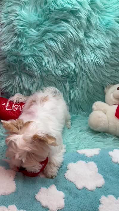 SNOW PARTI FEMALE, a female Yorkshire Terrier for sale in Palm Springs, CA – 10 of 10