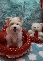 SNOW PARTI FEMALE, a female Yorkshire Terrier for sale in Palm Springs, CA – 6 of 10