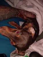 Owl lee, a female Miniature Dachshund for sale in Warrenton, GA – 3 of 3