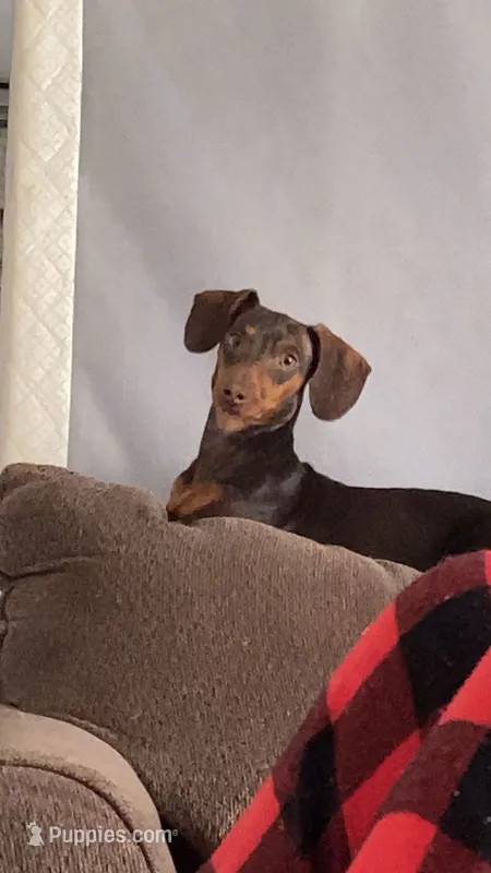 Owl lee – Miniature Dachshund puppy for sale in Warrenton, GA