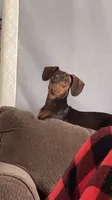 Owl lee, a female Miniature Dachshund for sale in Warrenton, GA – 1 of 3
