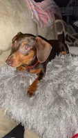 Owl lee, a female Miniature Dachshund for sale in Warrenton, GA – 2 of 3