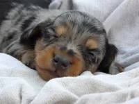 Peanut, a male Miniature Dachshund for sale in Harrisonburg, VA – 2 of 3