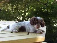 Spots, a male Miniature Dachshund for sale in Harrisonburg, VA – 4 of 6