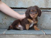 Brownie, a male Miniature Dachshund for sale in Harrisonburg, VA – 3 of 5