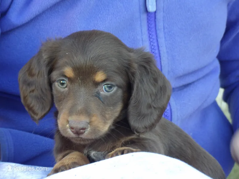 Stella – Miniature Dachshund puppy for sale in Mount Crawford, VA