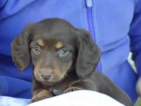 Stella, a female Miniature Dachshund for sale in Mount Crawford, VA – 1 of 4