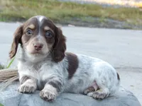 Cooper , a male Miniature Dachshund for sale in Mount Crawford, VA – 1 of 3