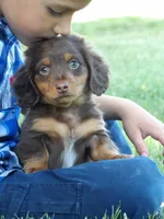 Brownie, a male Miniature Dachshund for sale in Harrisonburg, VA – 2 of 5