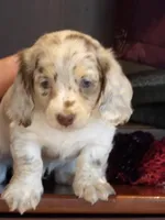 Spotty, a male Miniature Dachshund for sale in Harrisonburg, VA – Photo 2 of 4