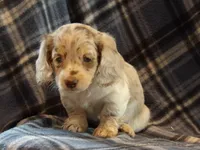Spotty, a male Miniature Dachshund for sale in Harrisonburg, VA – Photo 4 of 4