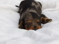 Princess, a female Miniature Dachshund for sale in Harrisonburg, VA – 2 of 2