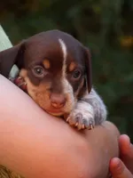 Pepper, a male Miniature Dachshund for sale in Mount Crawford, VA – 4 of 5