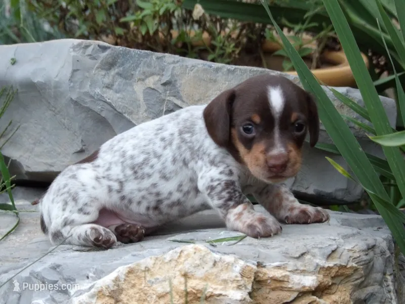 Choco – Miniature Dachshund puppy for sale in Mount Crawford, VA