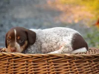 Pepper, a male Miniature Dachshund for sale in Mount Crawford, VA – 2 of 5