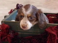 Princess , a female Miniature Dachshund for sale in Harrisonburg, VA – Photo 1 of 4