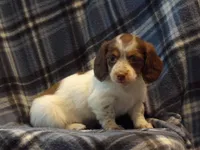 Princess , a female Miniature Dachshund for sale in Harrisonburg, VA – Photo 3 of 4