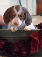 Princess , a female Miniature Dachshund for sale in Harrisonburg, VA – Photo 2 of 4