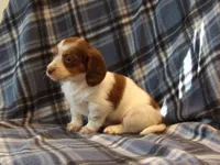 Princess , a female Miniature Dachshund for sale in Harrisonburg, VA – Photo 4 of 4