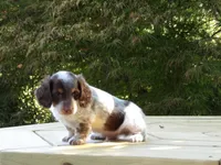 Spots, a male Miniature Dachshund for sale in Harrisonburg, VA – 3 of 6