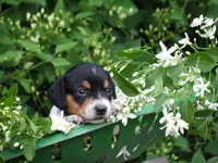 Spotty, a female Miniature Dachshund for sale in Mount Crawford, VA – 2 of 5