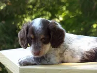 Spots, a male Miniature Dachshund for sale in Harrisonburg, VA – 5 of 6