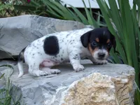 Spotty, a female Miniature Dachshund for sale in Mount Crawford, VA – 5 of 5