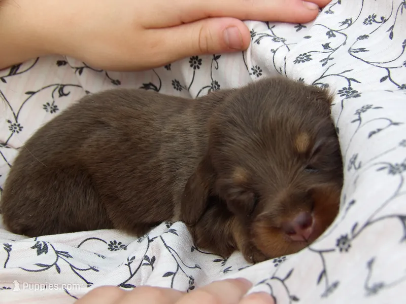 Penny – Miniature Dachshund puppy for sale in Harrisonburg, VA
