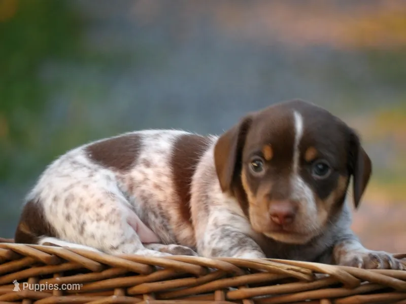 Pepper – Miniature Dachshund puppy for sale in Mount Crawford, VA
