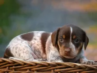 Pepper, a male Miniature Dachshund for sale in Mount Crawford, VA – 1 of 5