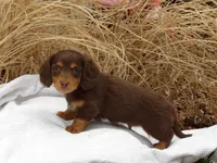 Brownie, a male Miniature Dachshund for sale in Harrisonburg, VA – Photo 4 of 4